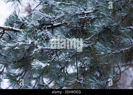 Primo piano di aghi di pino ricoperti di neve fresca, che mostrano raffinate texture invernali e naturale contrasto stagionale. Foto Stock