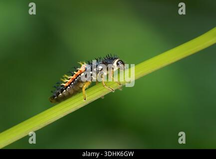 Larva dell'Asian Lady Beetle (Harmonia axyridis) che sale su un fusto di pianta inclinata Foto Stock