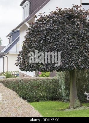 Faggio sospeso (Fagus sylvatica "Purpurea Pendula"), basti, Germania Foto Stock
