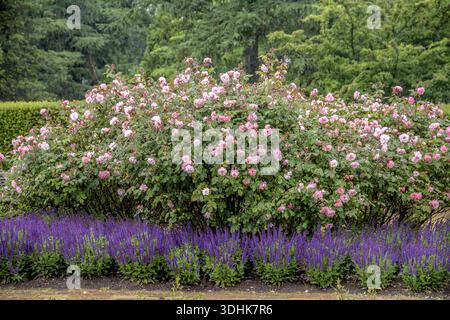 Arbusto rosa (Rosa CLAIR MATIN), Geografisk ha Botanical Garden, Danimarca Foto Stock