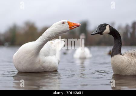 Vista ravvicinata di un'oca bianca e un'oca canadese di fronte all'altra con un cigno lontano che si avvicina sullo sfondo. Foto Stock