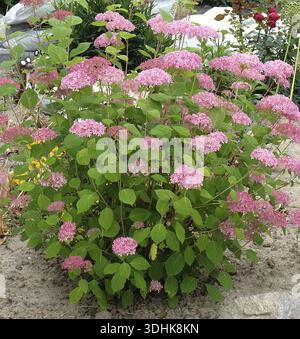 Pink Snowball Hydrangea (Hydrangea arborescens INVINCIBELLE), Germania Foto Stock