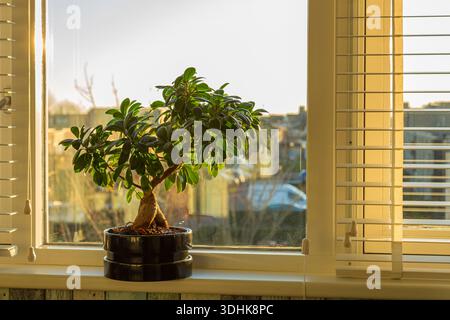 Un piccolo albero di bonsai in una pentola nera siede su una davanzale bagnata dalla calda e dorata luce del sole pomeridiano. Foto Stock