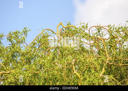 Salice cavatappi (Salix 'Erythroflexuosa'), Germania Foto Stock