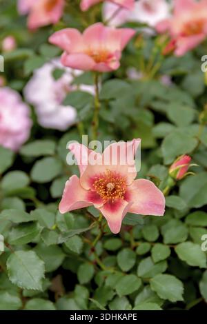 Persica rose (Rosa FOR YOUR EYES ONLY), Plantarium 2016, Paesi Bassi Foto Stock