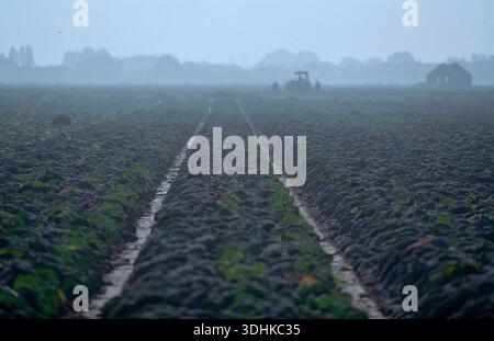 Brassicas in attesa del raccolto nel Lincolnshire, Regno Unito. Foto Stock