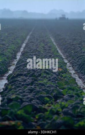 Brassicas in attesa del raccolto nel Lincolnshire, Regno Unito. Foto Stock