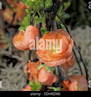 Cotogna giapponese (Chaenomeles speciosa MANGO STORM Â®), IPM 2016, Germania Foto Stock
