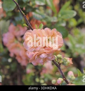 Cotogna giapponese (Chaenomeles speciosa MANGO STORM Â®), IPM 2016, Germania Foto Stock