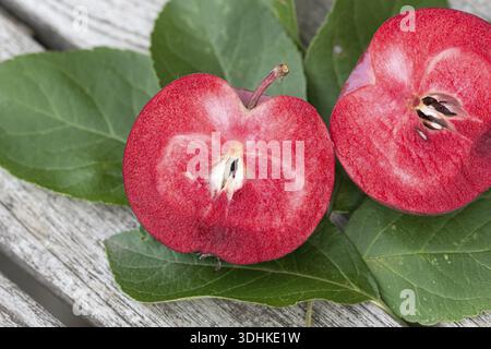 Apple (Malus domestica REDLOVE ERA), famiglia Merkel, Germania Foto Stock