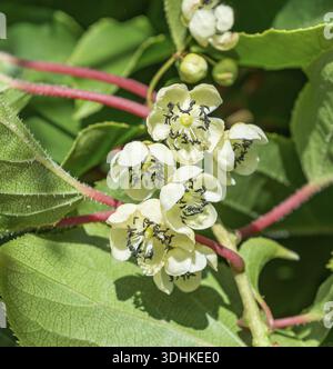 Hardy kiwi (Actinidia arguta), fiore maschile, famiglia Merkel, Germania Foto Stock