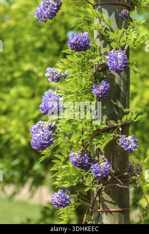 American Blue Rain (Wisteria frutescens 'Longwood Purple'), Ufficio statale sassone per l'ambiente, Germania Foto Stock