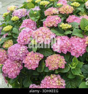 Ortensie da giardino (Hydrangea macrophylla DIVA FIORE Â®), Kuehne Young plants, Germania Foto Stock