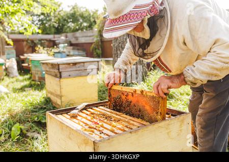 L'apicoltore controlla la struttura a nido d'ape nell'alveare aperto presso l'apiario soleggiato. Ideale per banner o blog su produzione di miele, apicoltura e impollinazione. Foto Stock