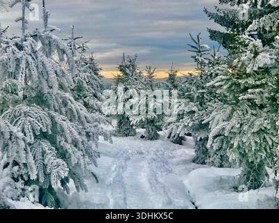 Un paesaggio invernale fiabesco caratterizzato da abeti innevati e un sentiero dolcemente tortuoso che conduce attraverso un'atmosfera mistica serale. Foto Stock