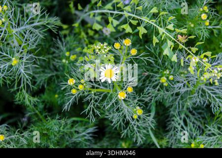 Campo di fiori di camomilla. Camomilla in natura. Campo di camomille in una giornata di sole nella natura. Fiori di margherita camomilla in un giorno di primavera. Foto Stock