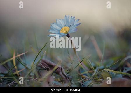 Una fotografia ravvicinata di una margherita bianca con un centro giallo alto in un campo di erba verde. Lo sfondo è leggermente sfocato, alto Foto Stock