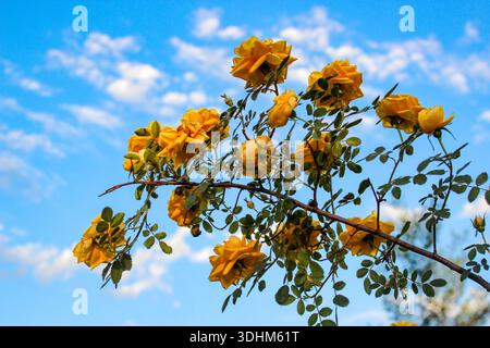 Cespuglio giallo rosehip in fiore sullo sfondo blu nuvoloso del cielo. Rose gialle dorate che fioriscono nel giardino. Foto Stock