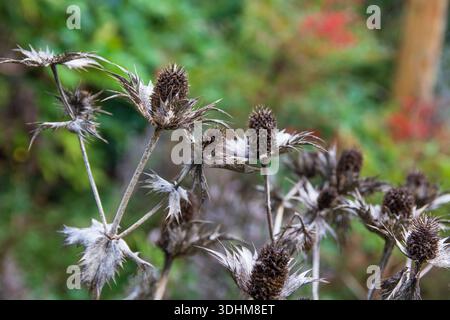 Teste di semi essiccati di una pianta di agrifoglio marino in inverno.nome botanico: Eryngium giganteum, comunemente noto come il fantasma di Miss Willmott. Foto Stock