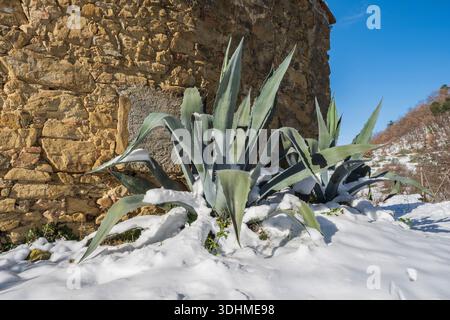 Impianti di Agave con pareti in pietra dopo nevicate nel Mugello, Italia Foto Stock