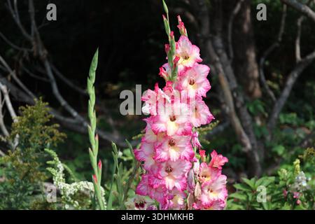 stelo singolo alto, molti fiori bianchi e rosa raggruppati, gemme in pieno sole (primo piano, estate) Foto Stock