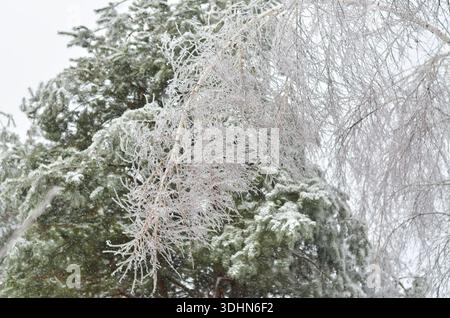 I rami di betulla sono ricoperti da uno spesso strato di glassa ghiacciata sullo sfondo di pini innevati. Dopo la pioggia gelida. Foto Stock