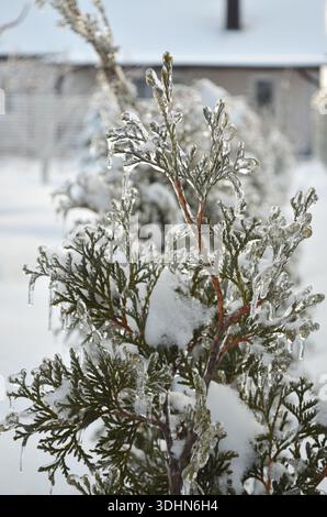 Rami ghiacciati di un albero di tuja dopo la pioggia gelida e il gelo a metà inverno. Effetto della formazione di ghiaccio atmosferico. Foto Stock
