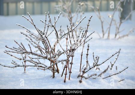 Bush completamente coperto di ghiaccio su uno sfondo innevato in una giornata invernale. Effetto della formazione di ghiaccio atmosferico. Foto Stock