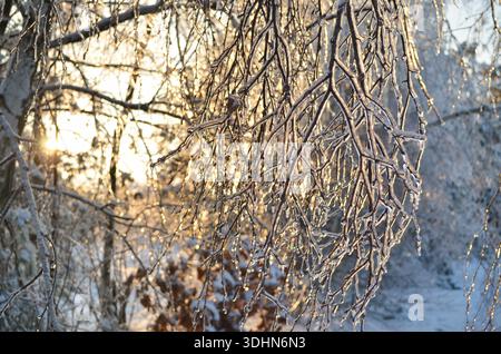 Rami di betulla ricoperti da uno spesso strato di ghiaccio trasparente che splende al sole della sera in una fredda giornata invernale. Dopo la pioggia gelida. Foto Stock