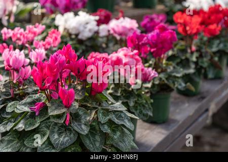 Splendido ciclamino in piena fioritura in tempo per San Valentino Foto Stock
