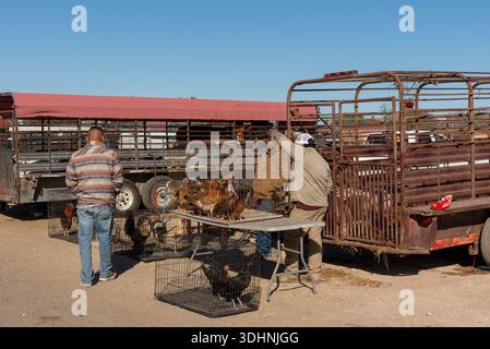 Maiali in un rimorchio di servizio polli e gallo in gabbie, in vendita in occasione di uno scambio di incontri nella Rio grande Valley, Alton, Texas, Stati Uniti. SOLO PER USO EDITORIALE Foto Stock