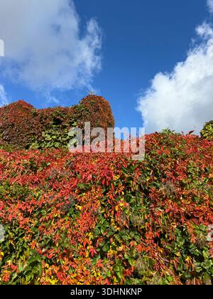 Colori autunnali colorati di parthenocissus edera crepuscolare sulle pareti Foto Stock