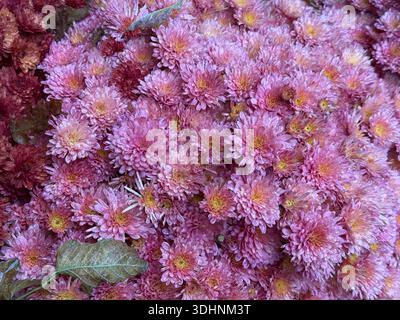 Fiori di chysanthemum rosa pianta autunnale in fiore Foto Stock