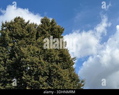Nuvole di cielo e albero di Tilia cordata, littleleaf linden, tiglio a piccola foglia Foto Stock