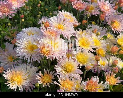 Bellissimi fiori di crisantemo coreano Foto Stock