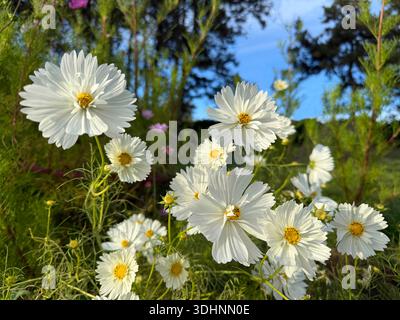 Fiori bianchi Cosmos bipinnatus cosmea in giardino Foto Stock