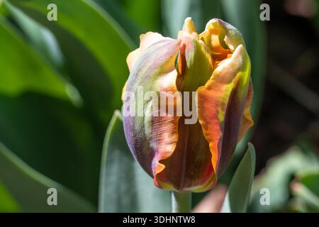 Lampadina di tulipani multicolore all'Atlanta Botanical Garden di Midtown Atlanta, Georgia. (USA) Foto Stock