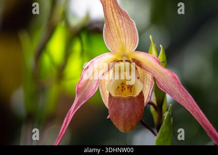Bellissima orchidea delle pantofole da donna all'Atlanta Botanical Garden di Midtown Atlanta, Georgia. (USA) Foto Stock