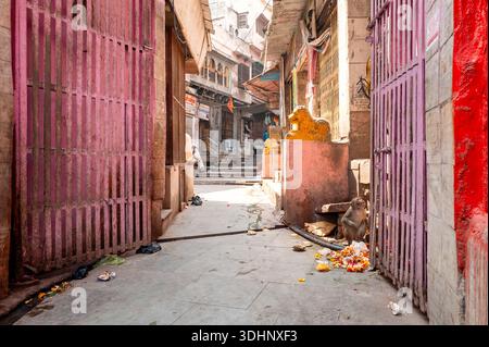 Mathura, India - 14 marzo 2024: Si vede una scimmia seduta a terra accanto a offerte di fiori e detriti sparsi nell'area di ingresso di Ghat Vishram, con porte dipinte di rosa e rosso, statue di leoni gialli ed edifici in pietra visibili lungo il vicolo. Foto Stock
