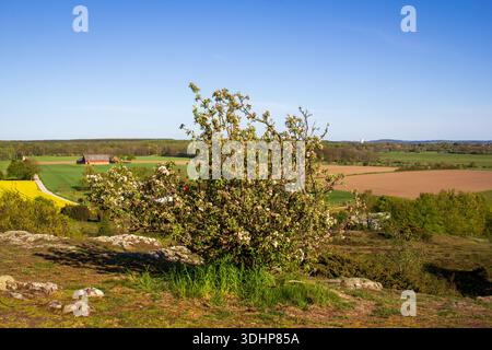 Boscaglia di mele selvaggia in fiore sulla collina che si affaccia sul soleggiato paesaggio rurale e sui campi agricoli Foto Stock