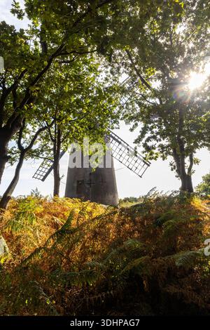 Mulino a vento di Bidston incorniciato da querce e salamoia con luce solare che filtra attraverso il baldacchino Foto Stock