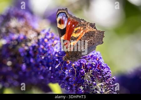 farfalla di pavone su un fiore di buddleia viola Foto Stock