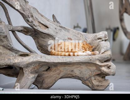 Un gatto dello zenzero dorme sonni tranquilli su un sedile di legno a Santorini, in Grecia Foto Stock