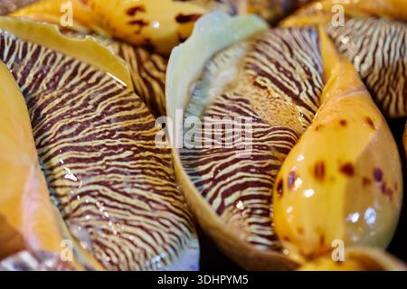 Vista ravvicinata delle vivaci lumache marine nel mercato Foto Stock