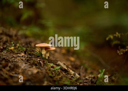 I funghi crescono sul pavimento della foresta alla luce del tardo pomeriggio vicino agli alberi Foto Stock