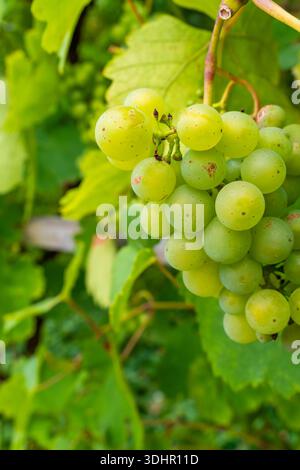 Un ravvicinato di un gruppo di uve verdi accresciute appese alla vite, circondate da foglie verdi vivaci. Le uve presentano piccoli difetti naturali Foto Stock