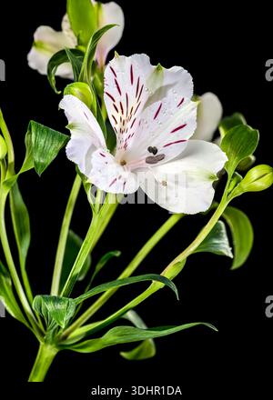 Fiori di Alstroemeria bianca con strisce viola su sfondo nero Foto Stock