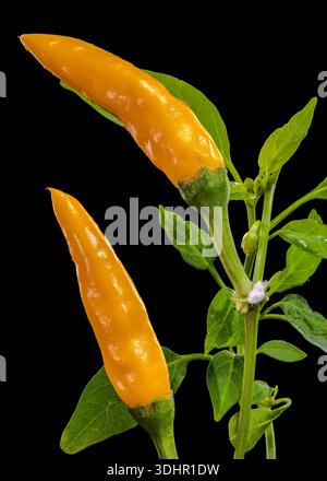 Due peperoncini gialli vibranti con gocce d'acqua sul nero Foto Stock