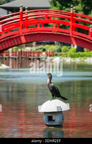 Cormorano arroccato su un lampione nel mezzo di un lago Foto Stock
