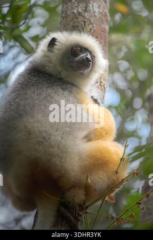 Vista di un sifaka diademato aggrappato a un tronco di albero, la sua pelliccia dorata e il netto contrasto con la corteccia a chiazze, Falierana, Faritra Alaotra-Mangoro, Madagascar Foto Stock